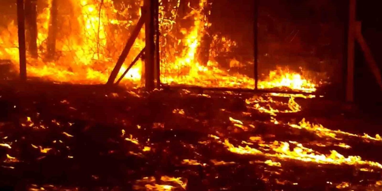 En büyük orman yangınından kaçmışlardı, geri dönüyorlar