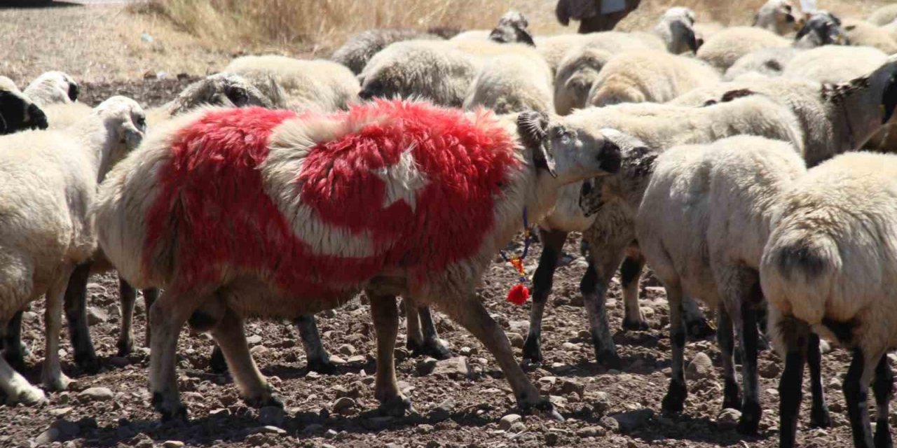 Süslenen koçlar, koyunların arasına bırakıldı