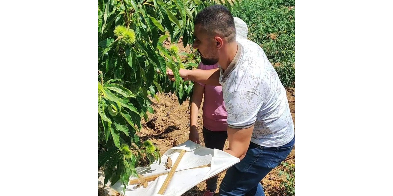 Buharkent’teki kestane bahçeleri incelendi