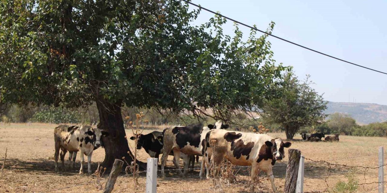 Sıcaklar inekleri de olumsuz etkiledi