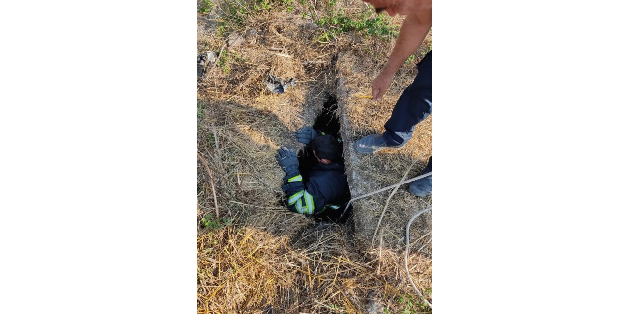 Kanalizasyona düşen keçi kurtarıldı