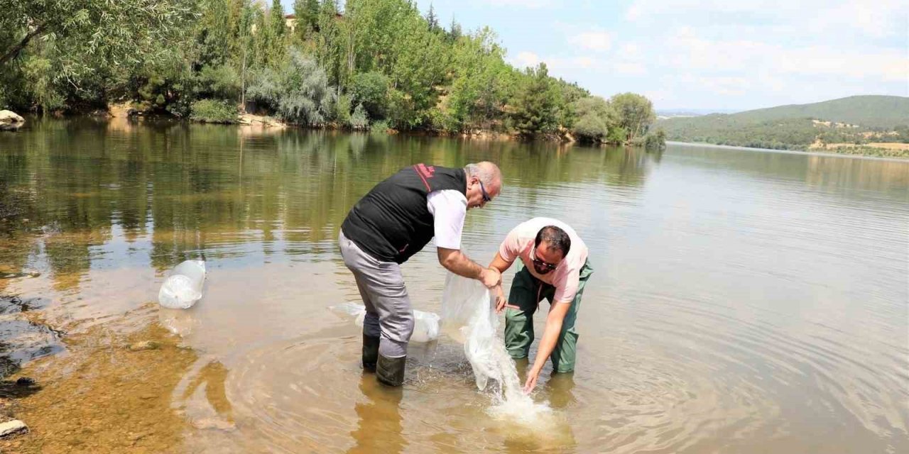 Uşak ve ilçelerinde 141 bin adet sazan yavrusu suya bırakıldı