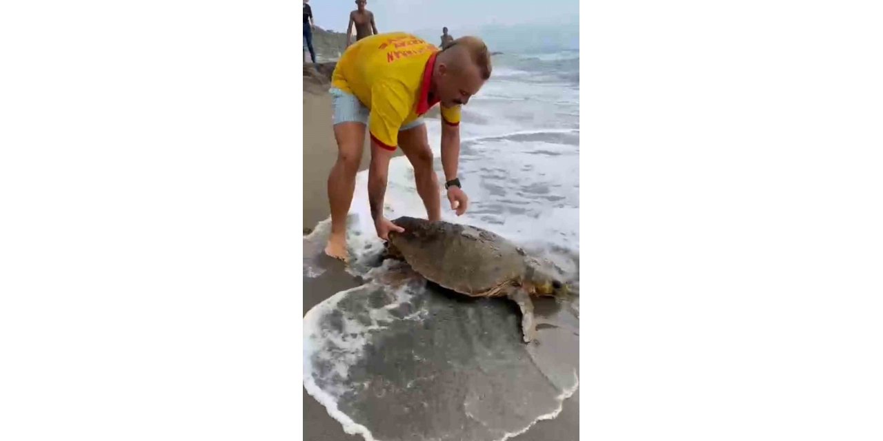 Yaralı caretta caretta sahile vurdu