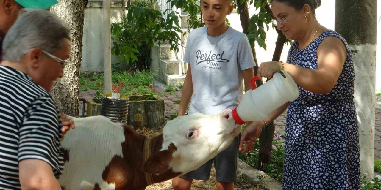 Muğla’da ‘Buzağı Güzellik Yarışması’ düzenlendi