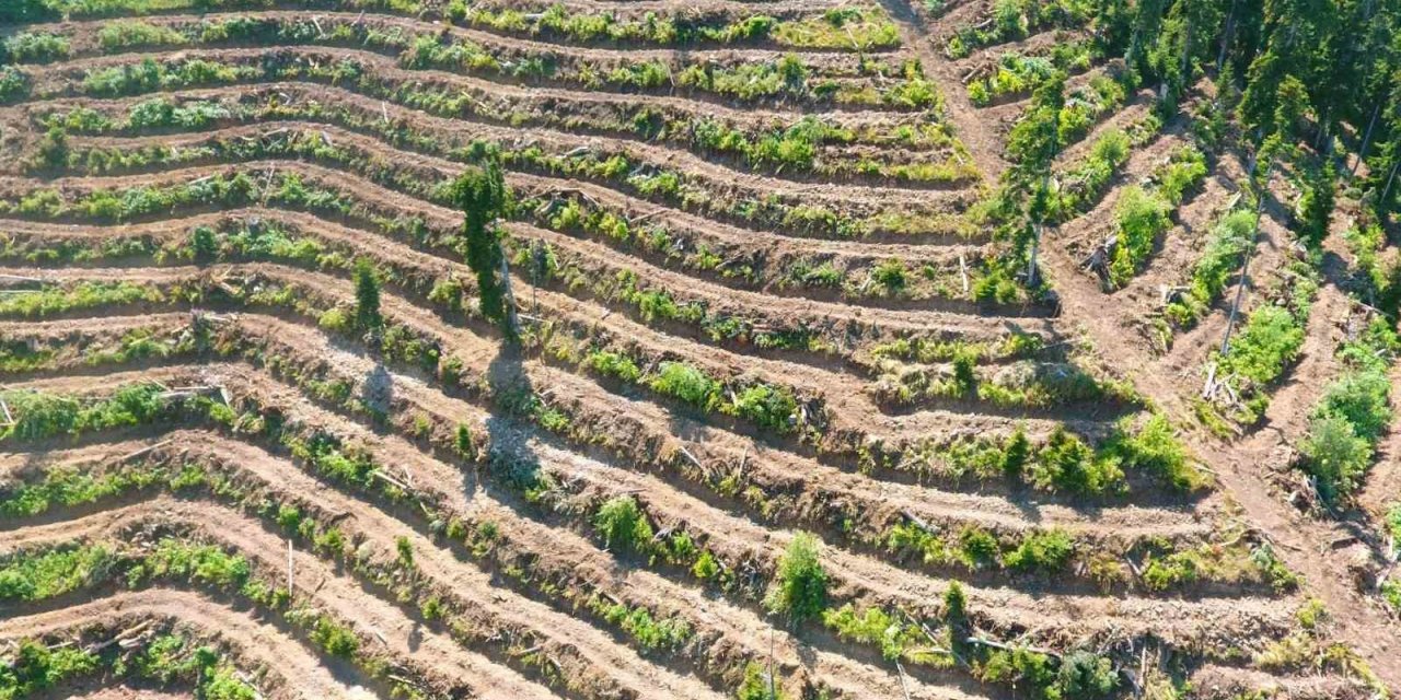 Artvin’de bozuk orman sahaları ve doğal afetlerde zarar görmüş alanlar fidan dikimi için hazırlanıyor