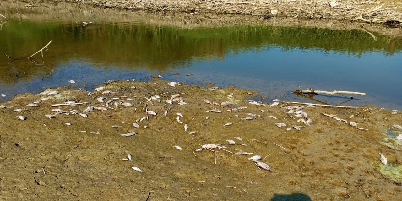 Menderes kurudu, yüzlerce balık ölmeye başladı