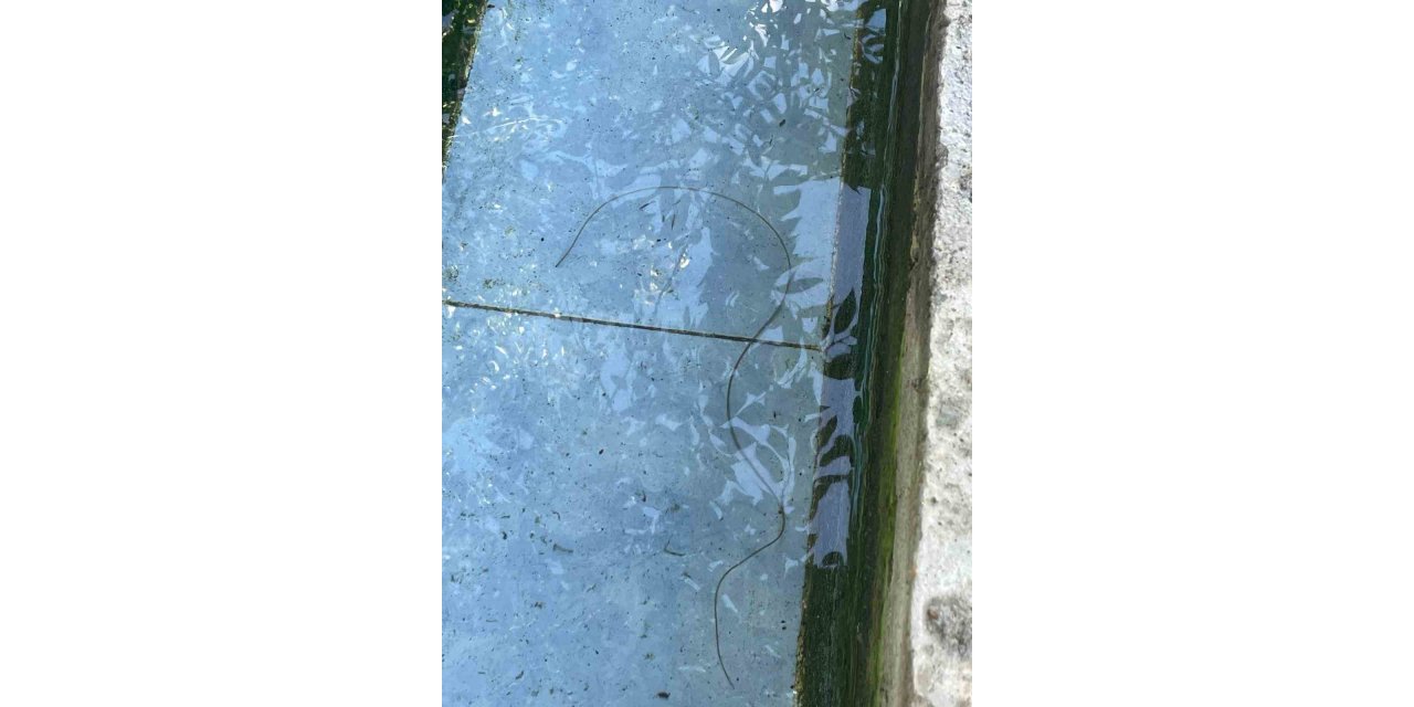 Artvin’de köy çeşmesinde bulunan canlının ne olduğu ortaya çıktı