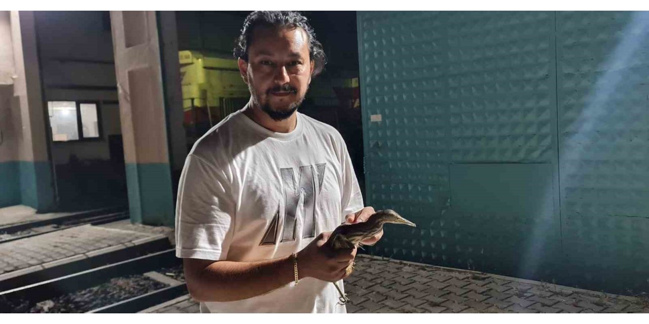 Nesli tükenmekte olan kuş Tokat’ta görüldü