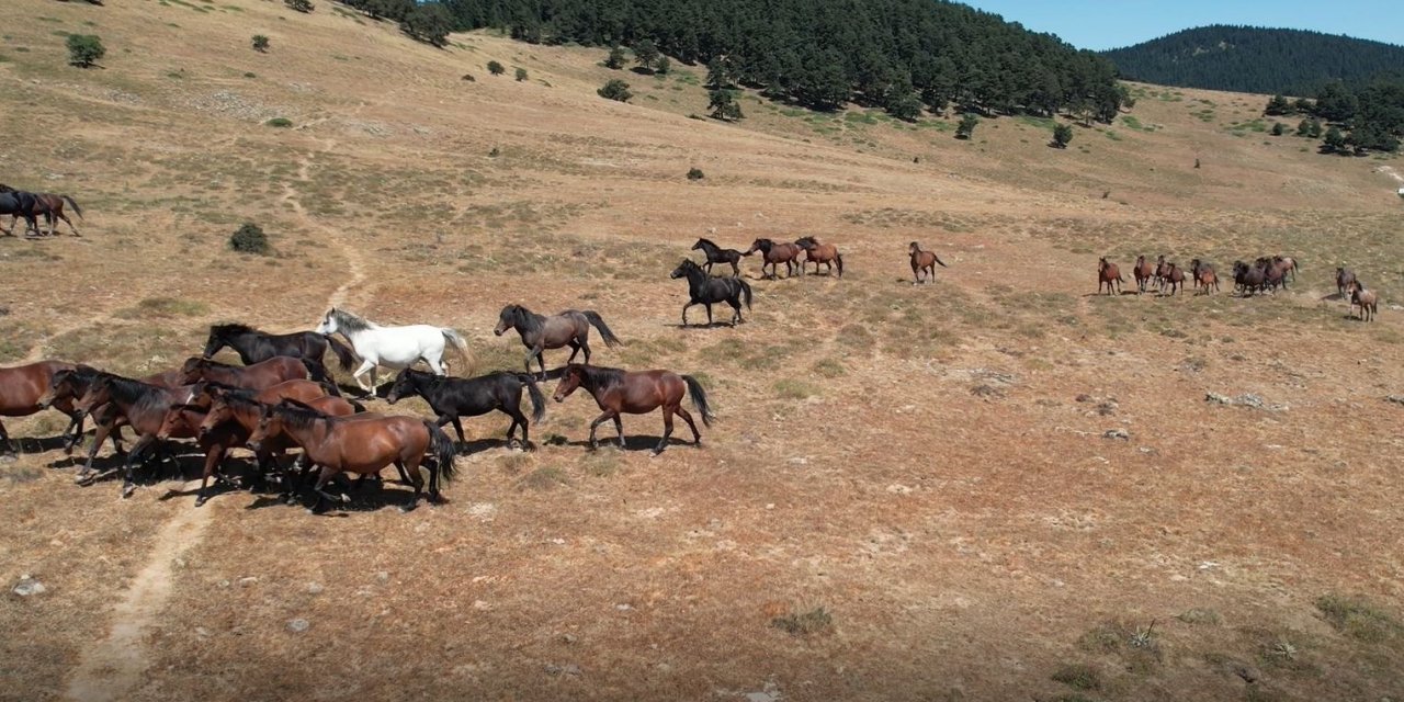 Yaylaların özgür ruhları yılkı atlarının oluşturduğu görsel şölen böyle görüntülendi