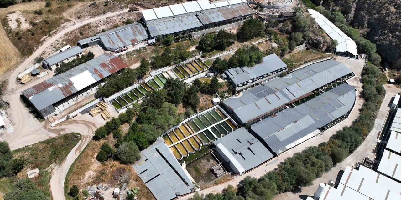 Denizi olmayan Kayseri’de 250 milyon alabalık yavrusu üretiliyor