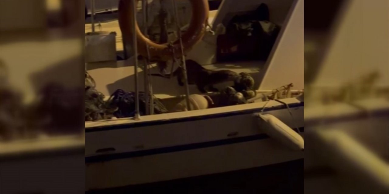 Sinop’ta su samuru görüntülendi