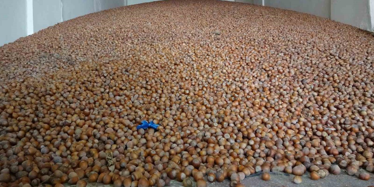 Türkiye, son 10 yılda fındık ihracatından 20 milyar doların üzerinde döviz girdisi sağladı