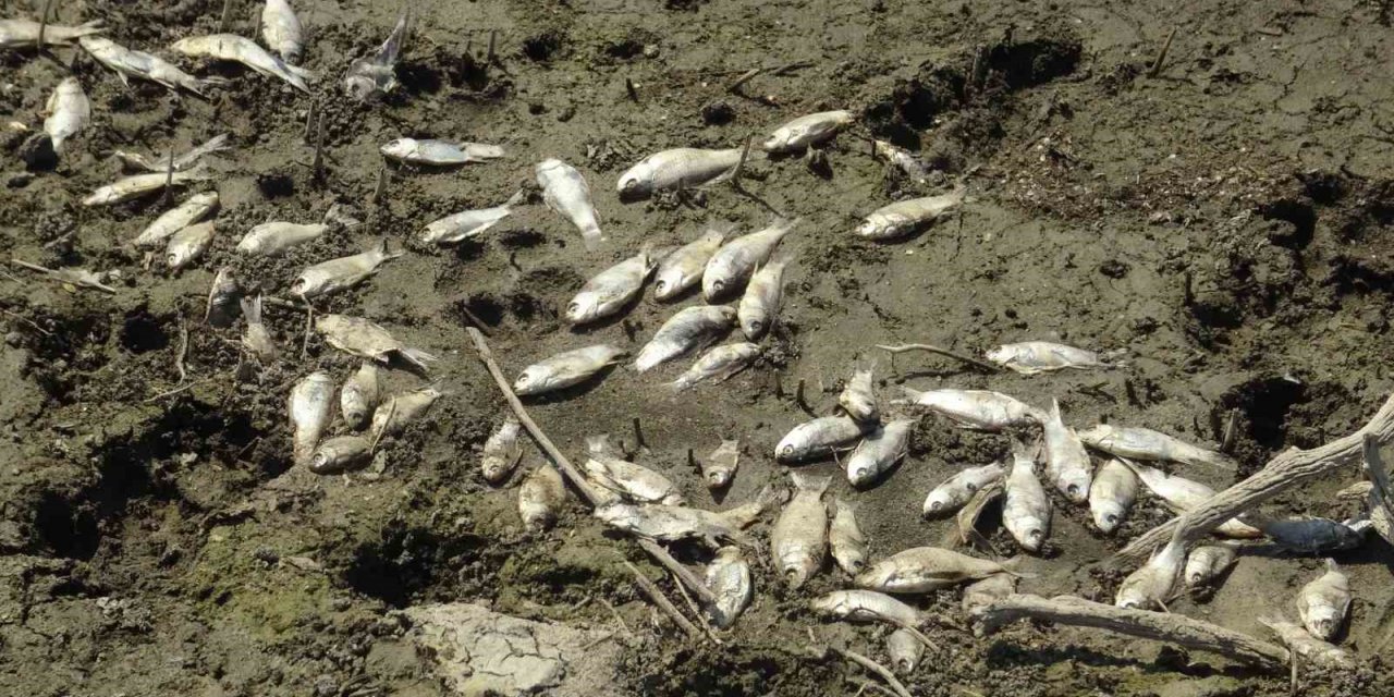 Çınarcık Barajı’nı besleyen Kocasu Deresi’nde balık ölümleri