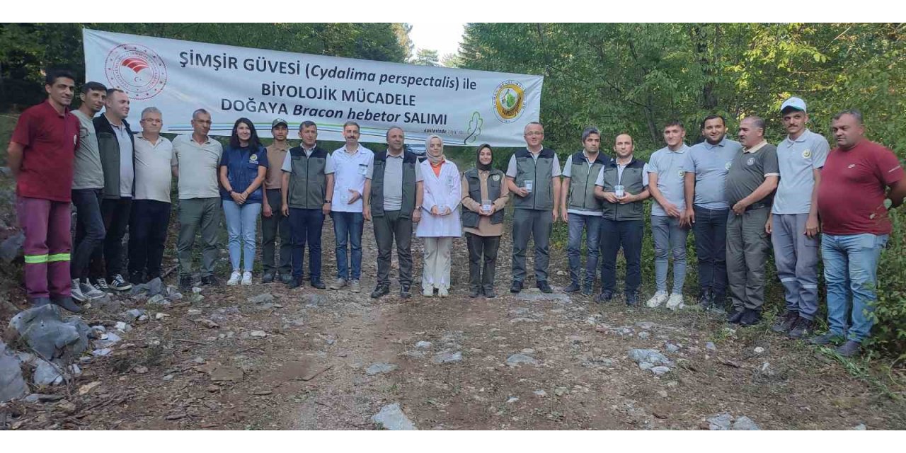 Ormanlarda şimşir güvesi zararlısı ile mücadelede olumlu sonuçlar alındı