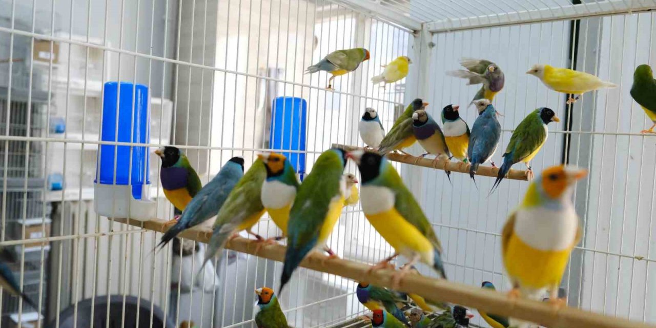 Aşırı sıcaklarda egzotik kuşlar günde 2 kez banyo yaptırılıyor