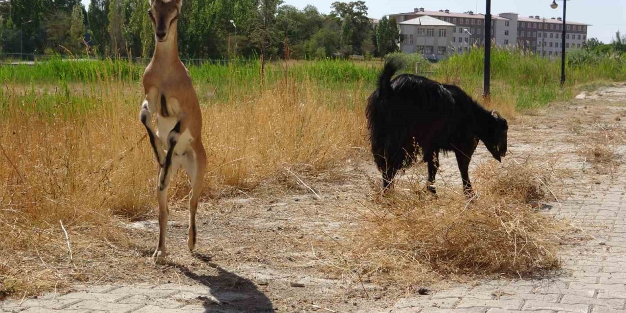 Yavru yaban keçisi süt annesinden ayrılıyor
