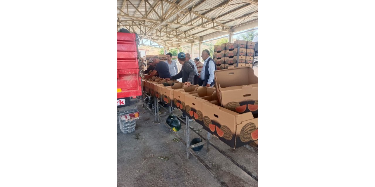 İhracatlık karpuzda hasat dönemi başladı