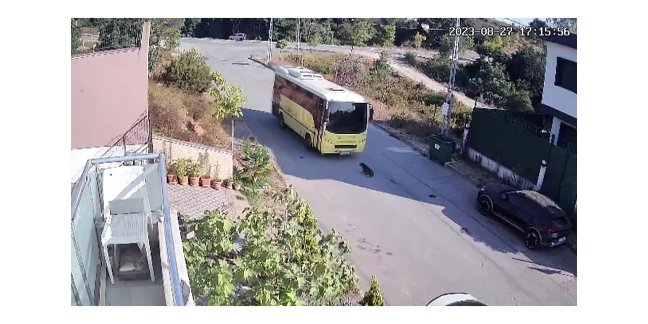 Tuzla’da özel halk otobüsü yolda yatan köpeği ezdi