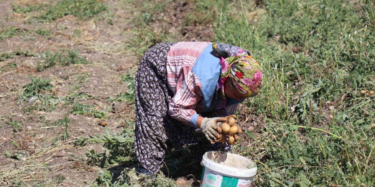 Patates diyarı Bolu’da hasat başladı