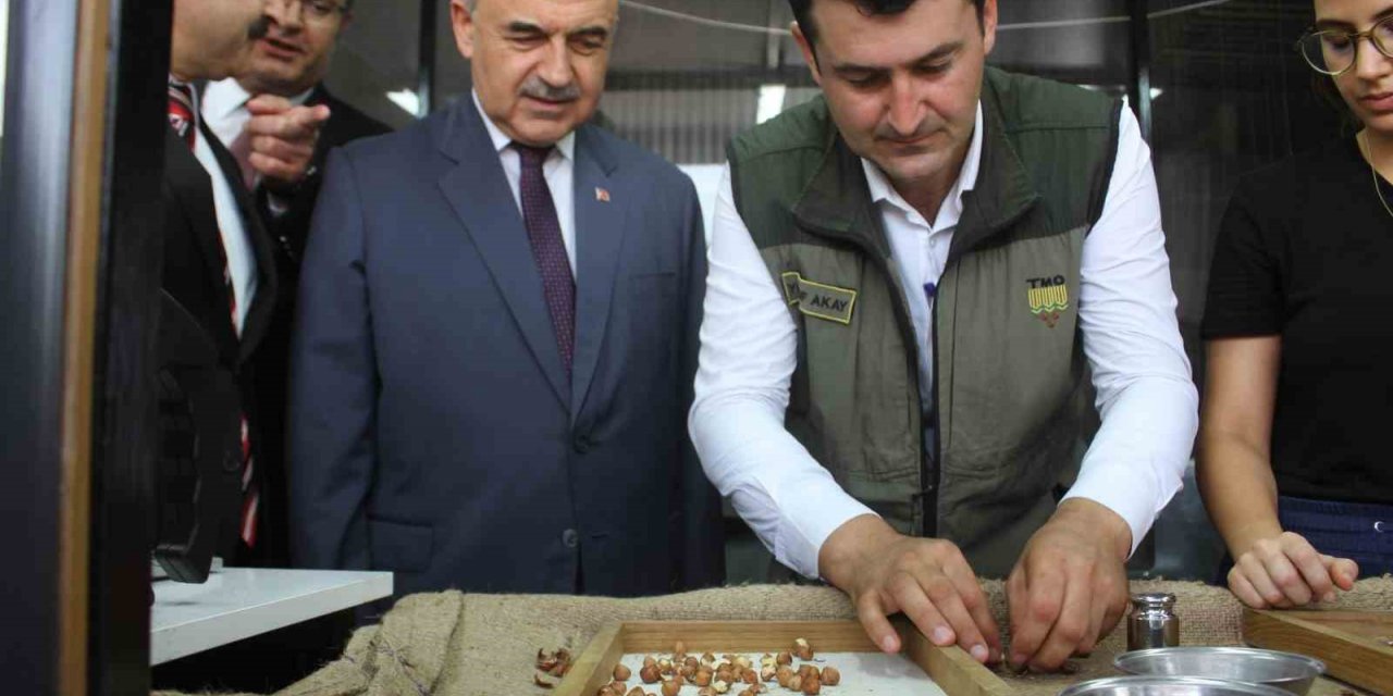 TMO Ordu’da fındık alımlarına başladı: İlk fındık 90 liradan satıldı