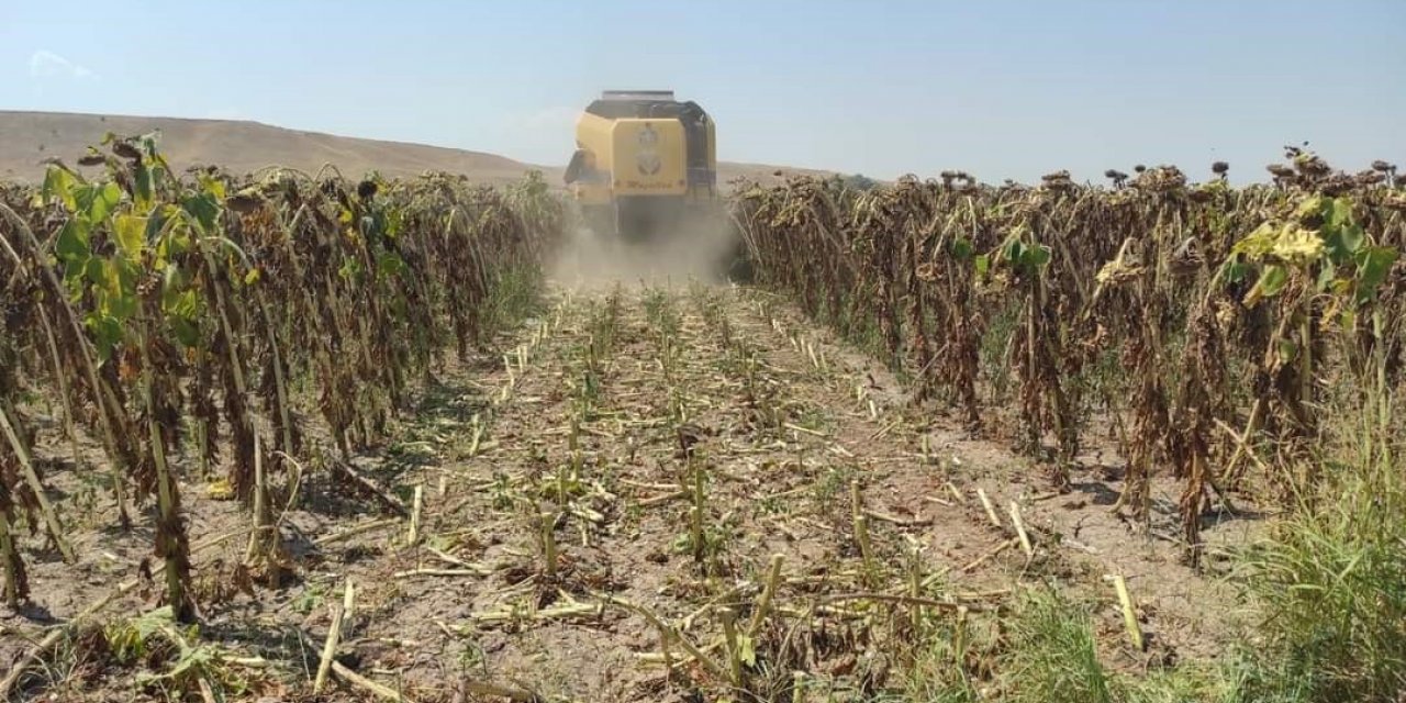 Ayçiçeğinde dekar başına 250 kilogram hasat yapıldı