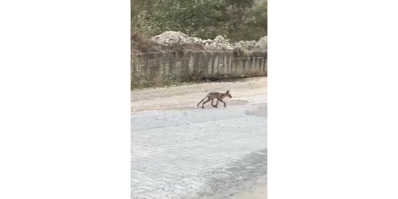 Yalova’da kent merkezine inen tilkiler kameralarda