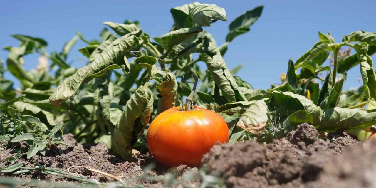 Ata tohumunu bereketlendiren bostan Keçiören’de