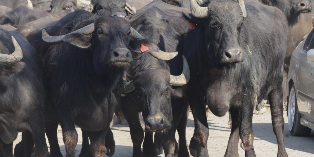 Kocaeli’de üreticilere damızlık manda boğası desteği