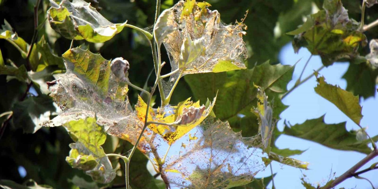Amerikan beyaz kelebeği istilası