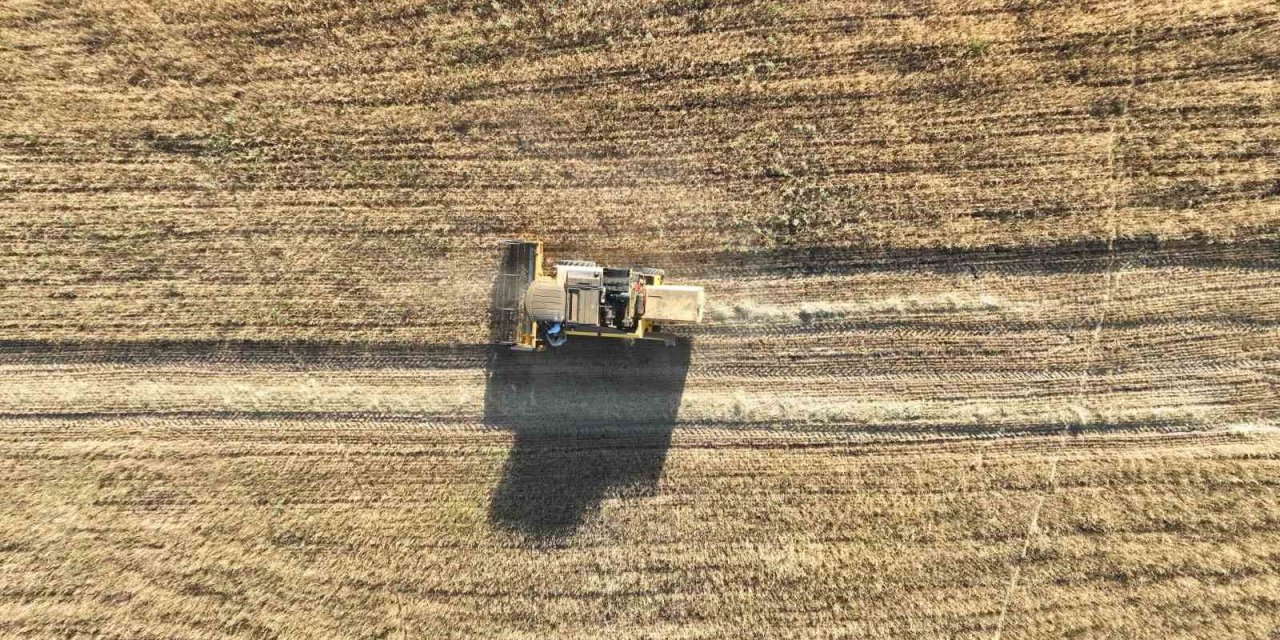 Metruk bir evde bulunmuştu, 150 ton rekolte bekleniyor