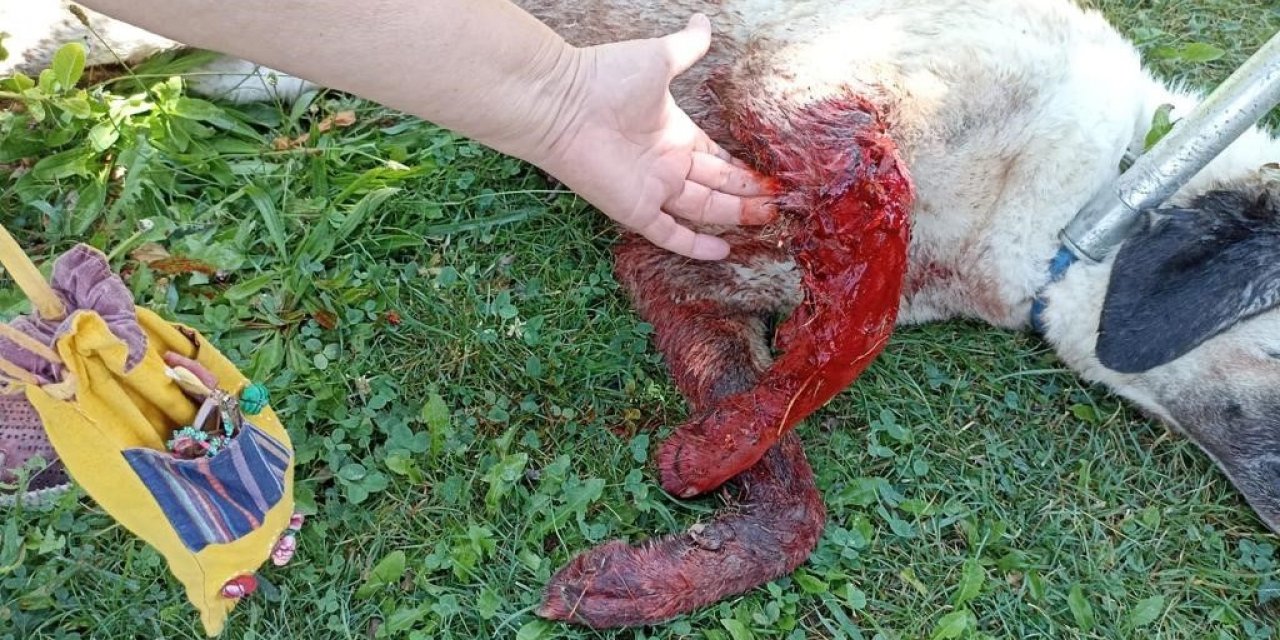 Tüfekle vurulduğu iddia edilen köpek kanlar içinde bulundu