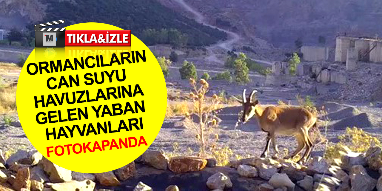 Ormancılar tarafından oluşturulan havuzlar yaban hayatına can suyu oluyor