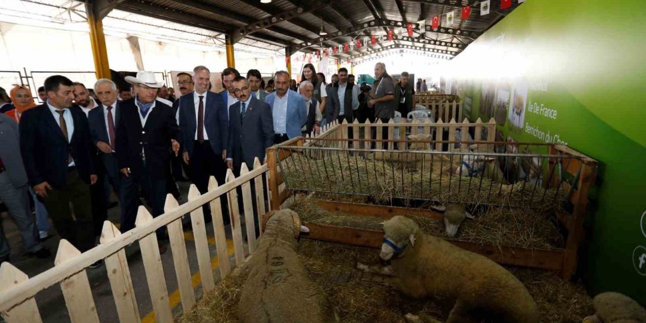 Küçükbaş hayvancılık festivali için geri sayım başladı