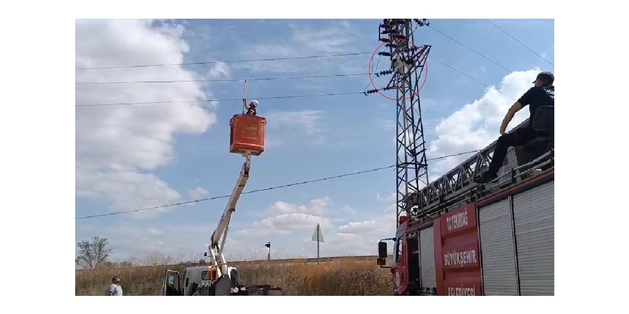 Yüksek gerilim hattında asılı kalan leyleği itfaiye kurtardı