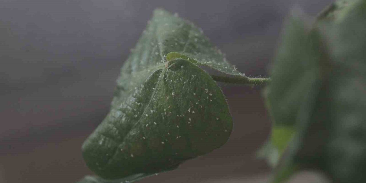 Sıcak hava ve nem beyazsinek popülasyonunu arttırdı