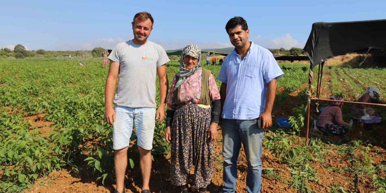 Türkiye’nin ceviz fidanı ihtiyacı bu bölgeden karşılanıyor