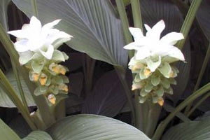 Hafızayı güçlendiren 4 şifalı bitki