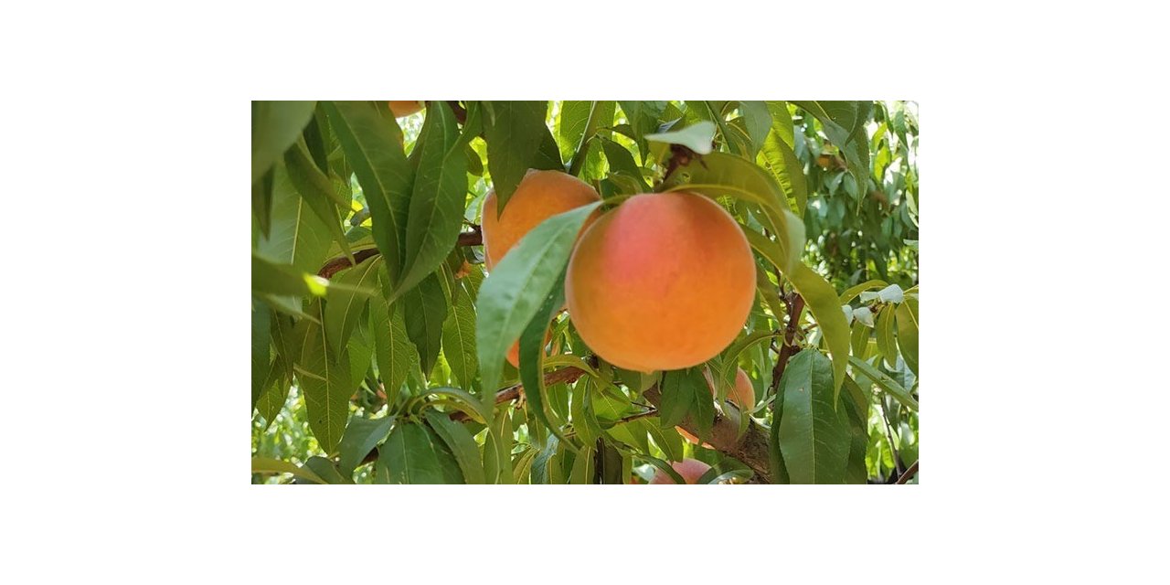 Talep artışı sonrası oluşan fiyatlar şeftali üreticisini memnun etti