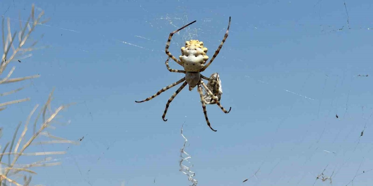 Örümceği görünce tarlasına girmeye korkar oldu