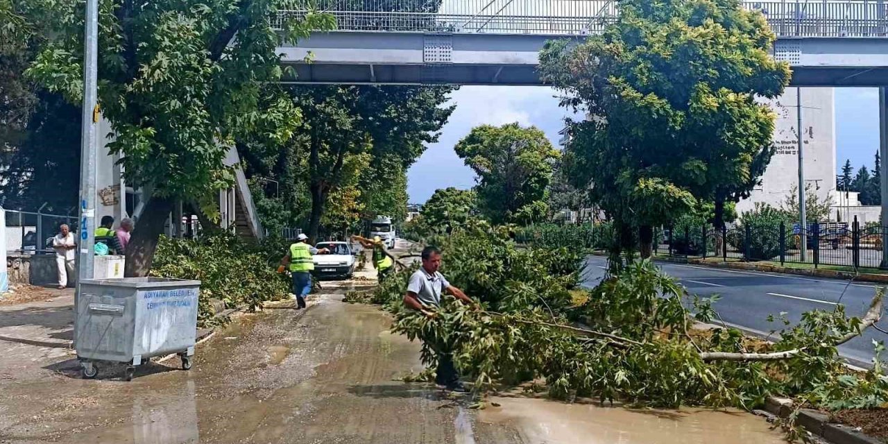 Yağmur ve rüzgar ağacı devirdi