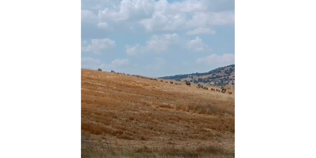 Şaşkına çeviren domuz sürüsü