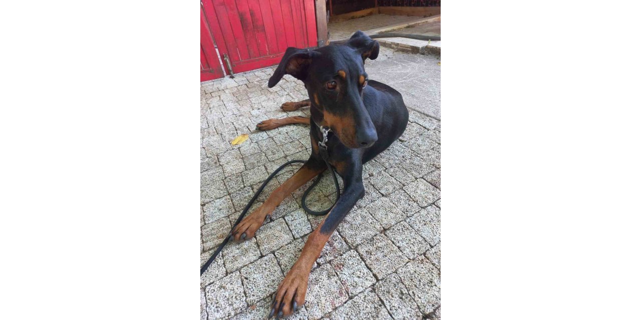 Kayıp ekonomist Korhan Berzeg’in köpeği köye geri döndü