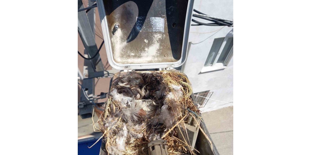 Sokak lambasına yuva yapan kuş ekipleri şaşkına çevirdi