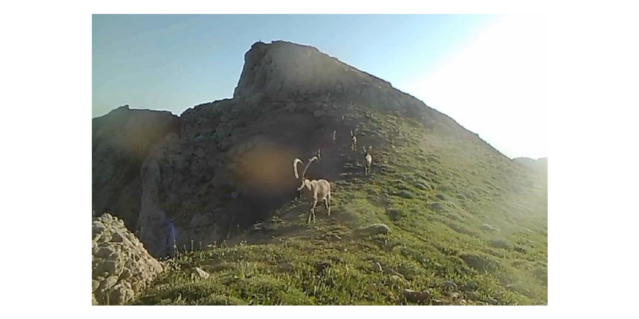 Koruma altında bulunan yaban keçileri fotokapana takıldı
