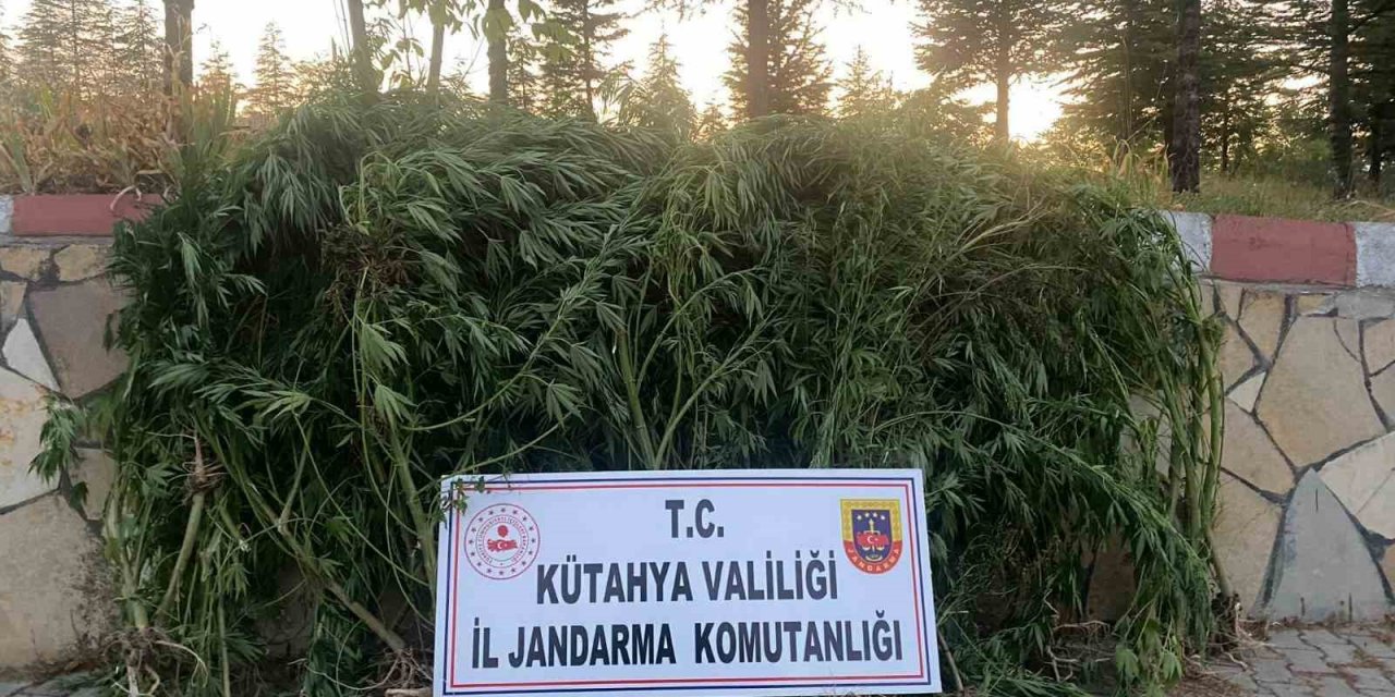 Kütahya’da mısır tarlasında 101 kök Hint keneviri ele geçirildi. 1 kişi tutuklandı