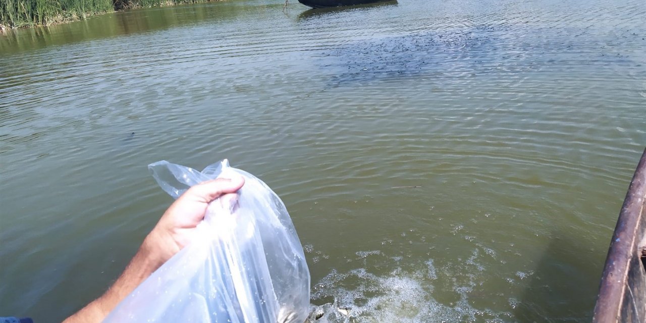 Aydın’da 934 bin sazan suyla buluştu