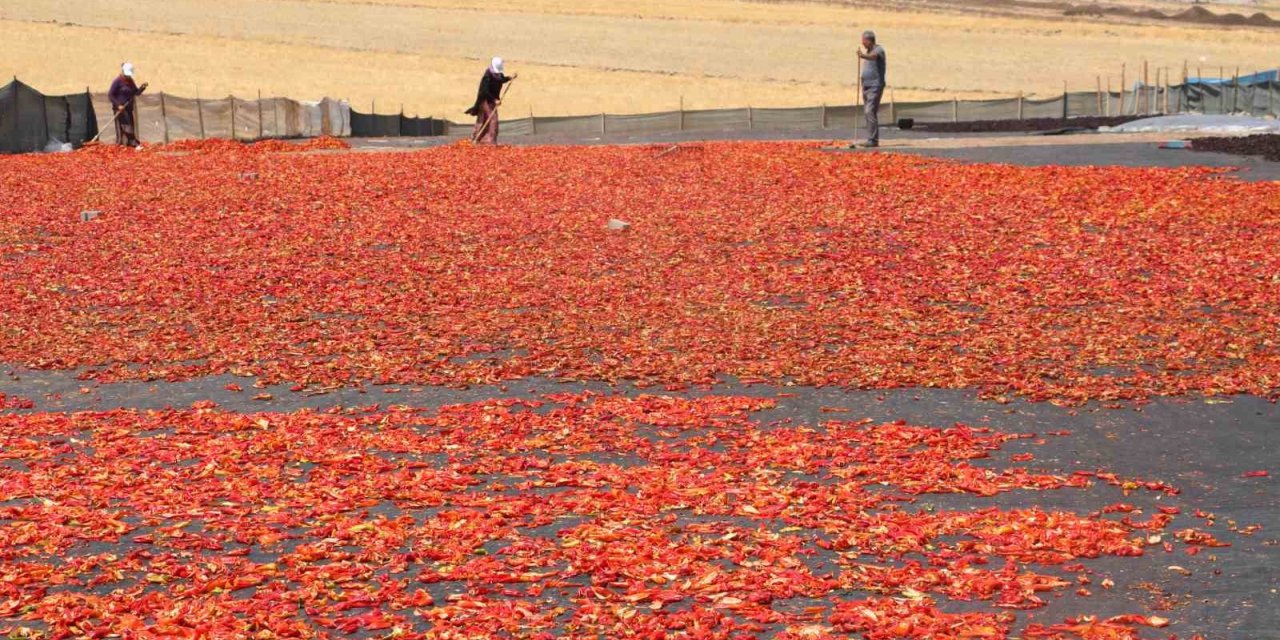 Şanlıurfa’da isotun acı serüveni başladı