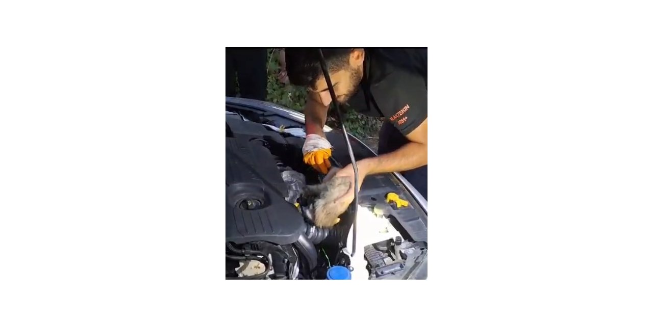 Bingöl’de otomobilin motor kısmına giren yavru kediyi itfaiye çıkardı