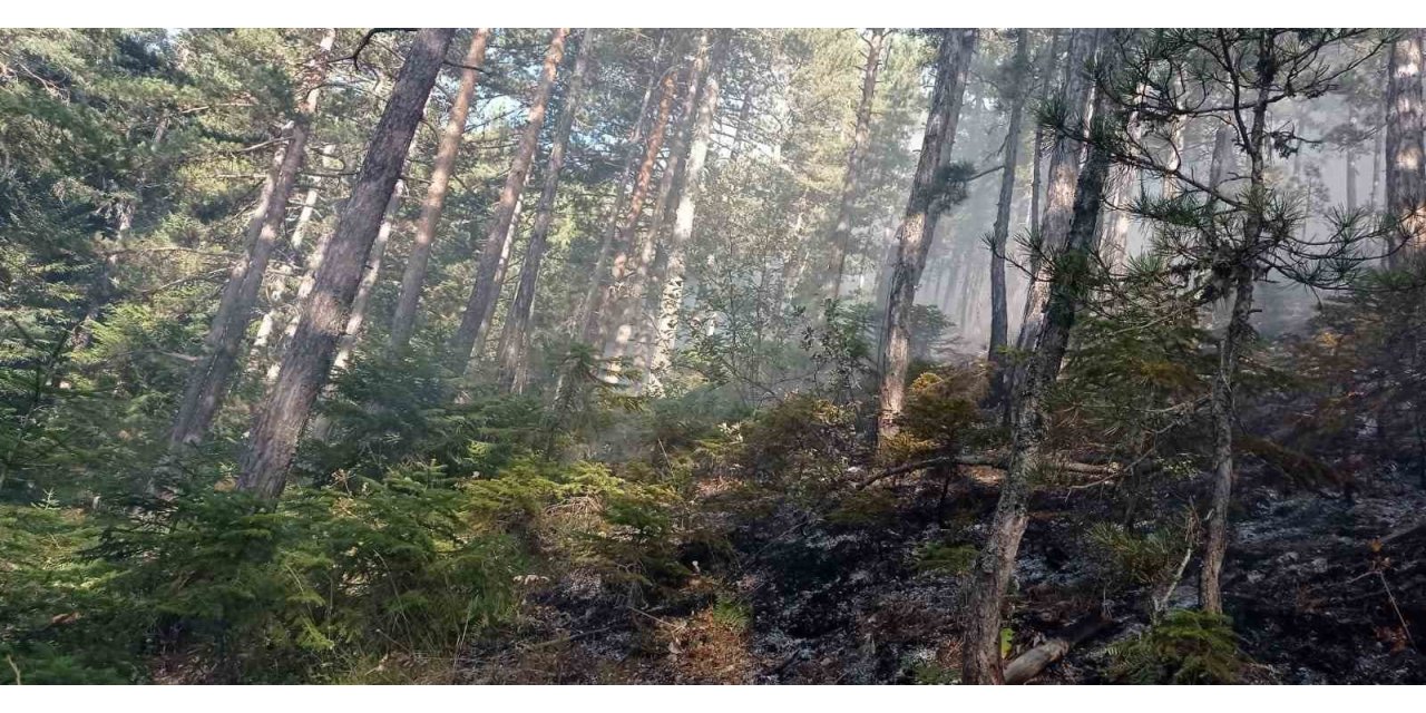 Orman yangını 25 dönüm alanda etkili oldu