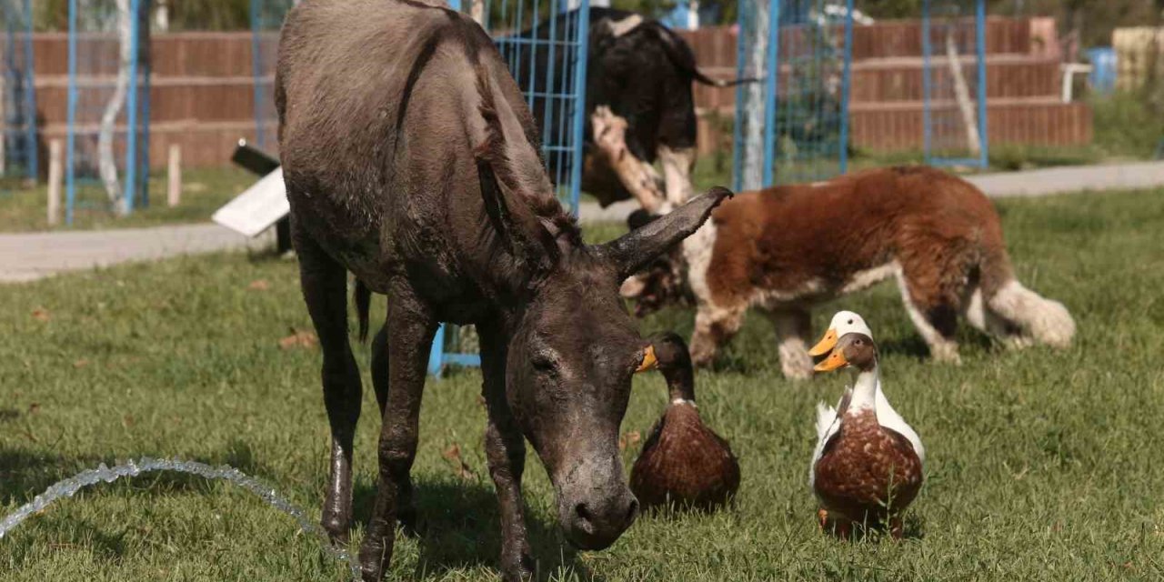 Çanakkale’deki yangında kurtarılan eşek emekliliğe ayrıldı